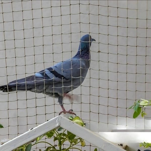 High-quality anti bird nets in Hyderabad installed by Neeraj Safety Nets to prevent pigeons and birds from entering balconies, open areas, and windows, ensuring safety and cleanliness.