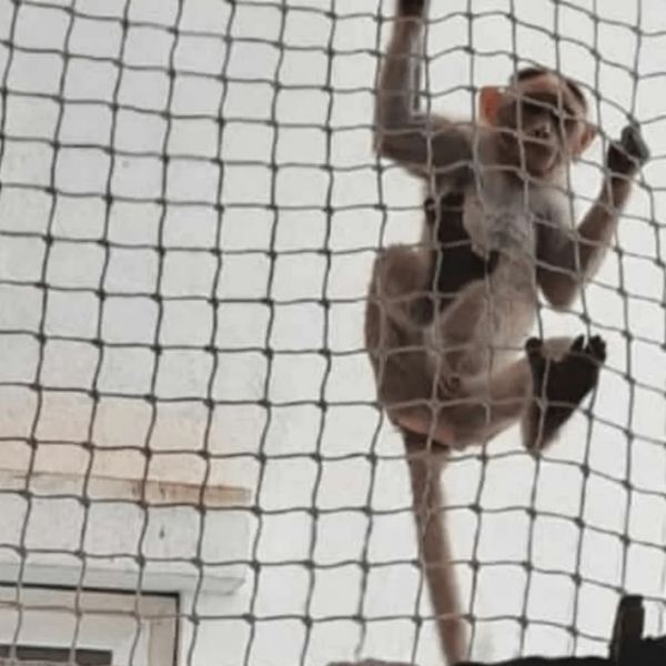 Durable monkey safety nets installed in Hyderabad by Neeraj Safety Nets to prevent monkeys from entering balconies, terraces, and rooftops, ensuring home safety and peace of mind.